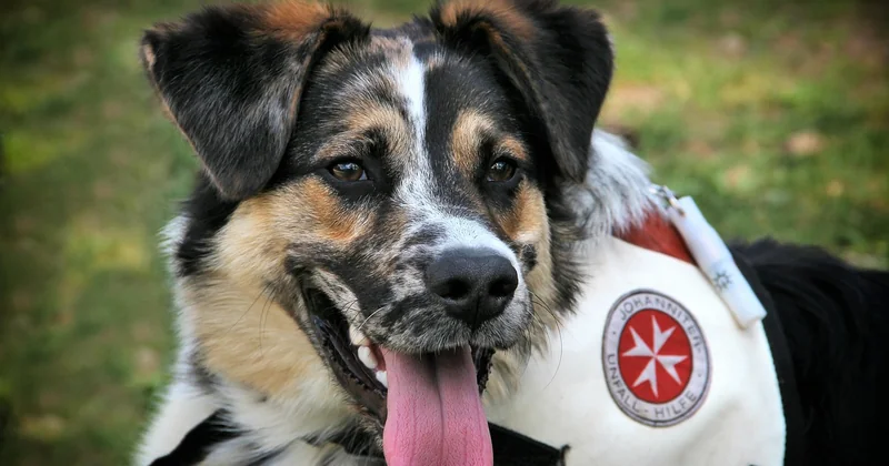 Quel chien est le plus efficace pour détecter les punaises de lit ?