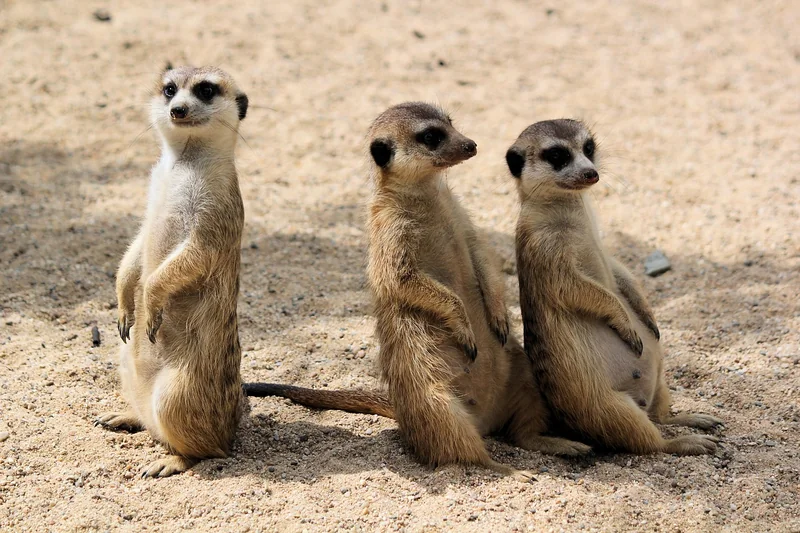 Le trio fondamental : marteau, niveau et mètre