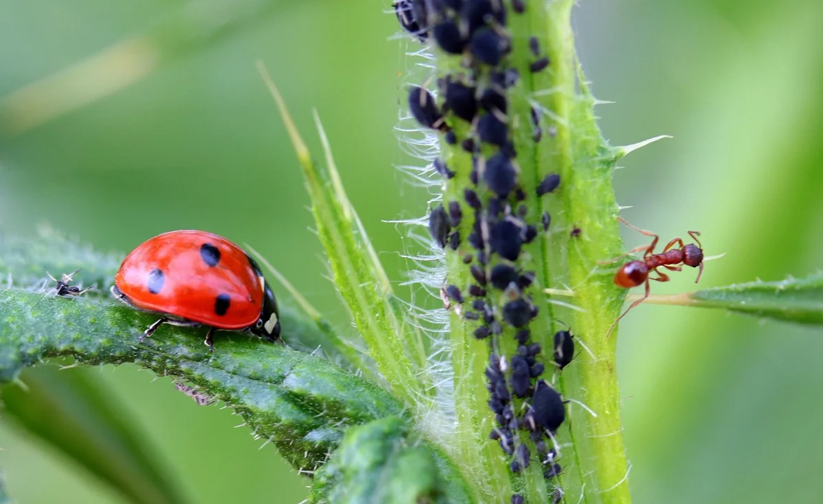 Cas isolé ou début d'infestation : comment trancher