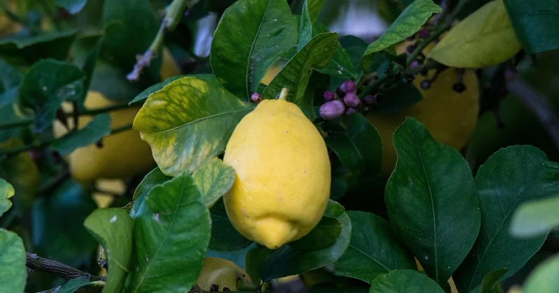Maladies du citronnier en photos : les feuilles enroulées, un symptôme à décoder