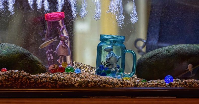 Découvrez comment choisir la pierre naturelle idéale pour votre aquarium
