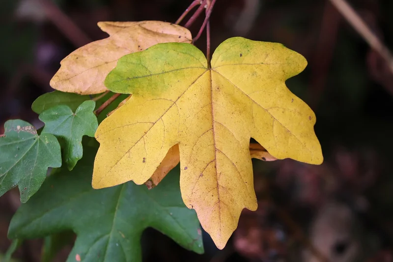 Comment traiter les taches brunes sur les feuilles ?