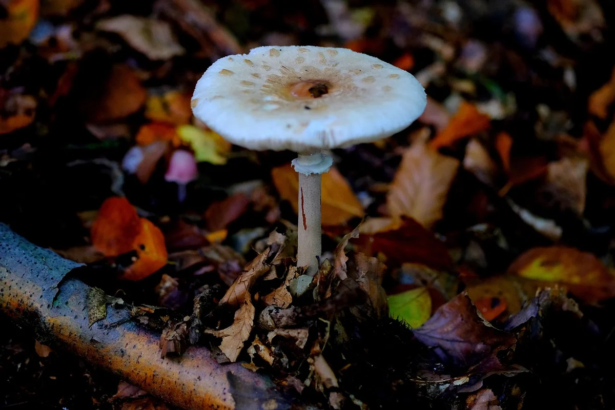 Découvrez le mystérieux champignon bolet jaune : guide complet 2026