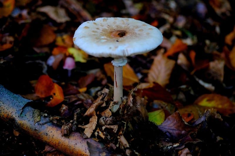 Découvrez le mystérieux champignon bolet jaune : guide complet 2026