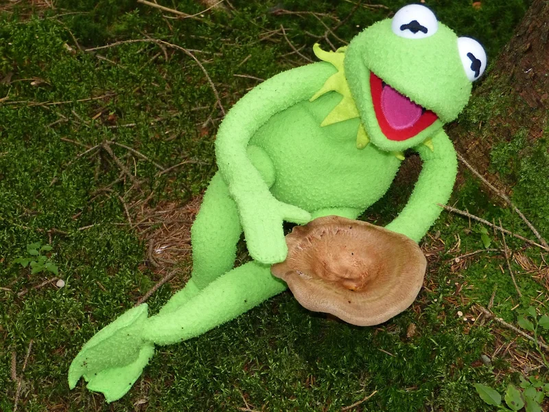 Que faire si vous trouvez un champignon