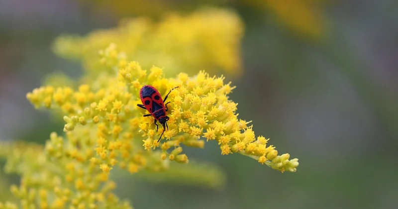 Cas isolé ou début d'infestation : comment trancher