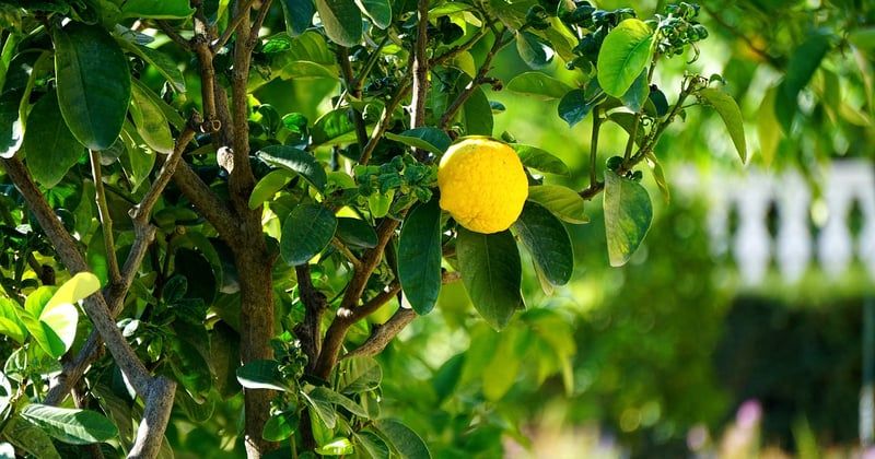 Citronnier malade ? Photos des maladies courantes et traitements efficaces
