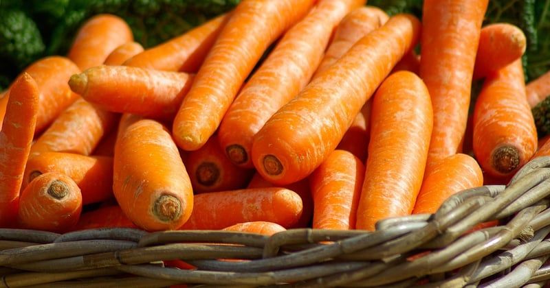 Mon jardinier bio : le guide pour un entretien naturel du jardin