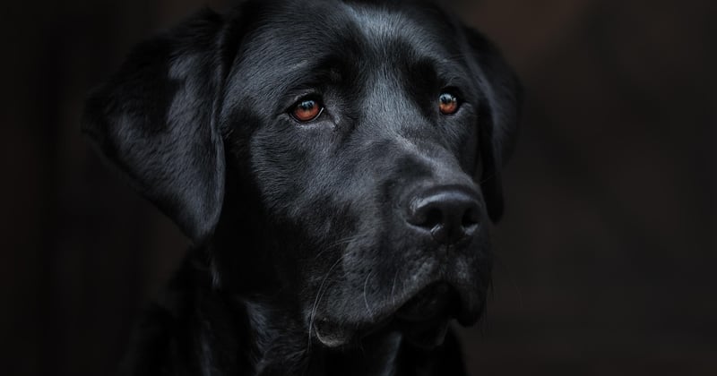 Tarif chien détecteur de punaises de lit à Paris : combien ça coûte ?